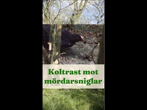 Koltrast som äter mördarsniglar