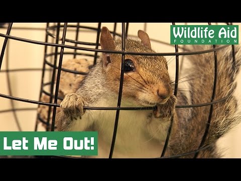 Wild birdfeeder on the loose at Wildlife Aid!