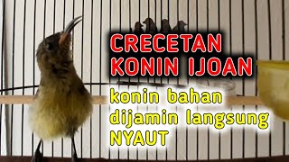 Download lagu KONIN IJOAN GACOR ampuh untuk memancing konin BAHAN agar cepat bunyi mp3