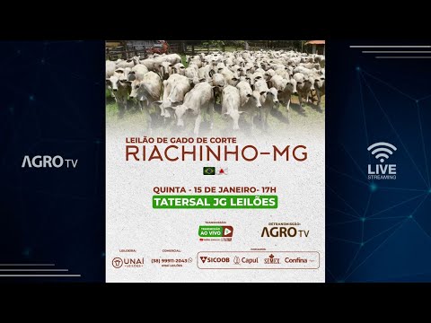 LEILÃO DE GADO DE CORTE DA UNAÍ LEILÕES EM RIACHINHO - MG - 15/01/2026