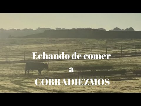 Echando de COMER al TORO DE LIDIA COBRADIEZMOS
