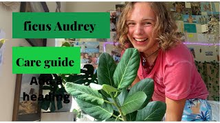 Ficus Audrey care