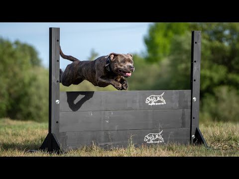 Staffordshire Bull Terrier - 11 months, training IGP  elements