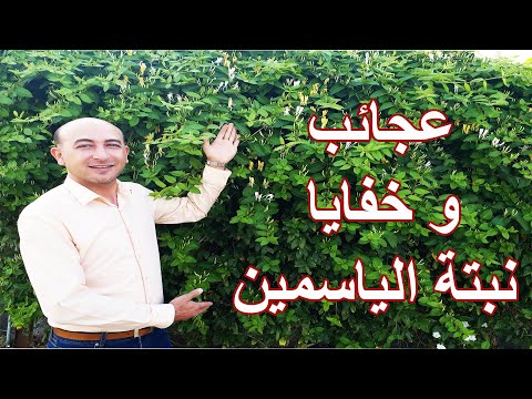 , title : 'عجائب و خفايا نبتة الياسمين, Wonders and Secrets of Honeysuckle tree.'