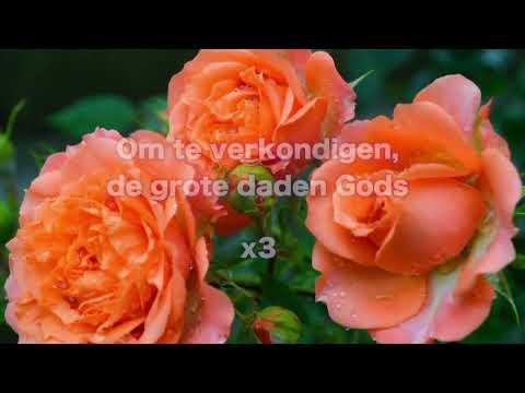 Opwekking 286 Zing een vreugdelied