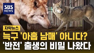 '늑구' 아홉 남매 아니었다?..'반전' 출생의 비밀 나왔다 (자막뉴스) / SBS