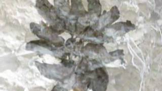 88. Rat King - Original Daily Death Folk Song from Sumerias Fain (Metal-ish)