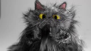 PICTOPLASMA OPENER 2023