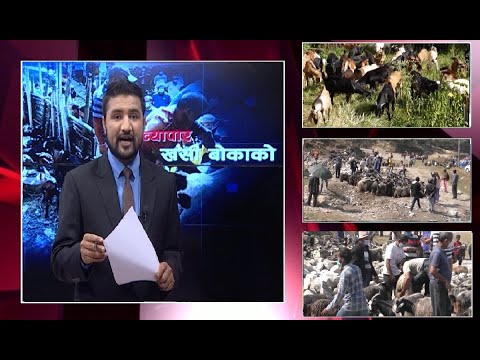 सस्तो खसी च्याङ्ग्रा किन्न कहाँ जाने ? कति बड्यो भाउ ? - ISSUE OF THE DAY