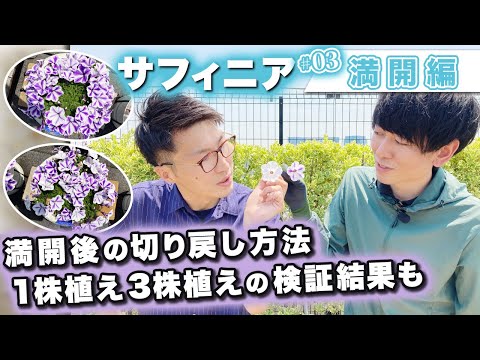 園芸 ナポリのサントリーナ