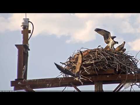 2018 07 18 #2 "falls" off nest while fiddling with sticks | Boulder County Osprey Cam