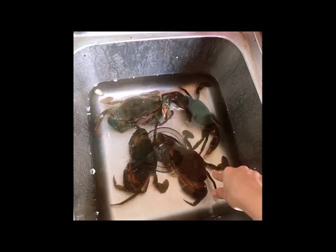 Krabbe zwickt Frau