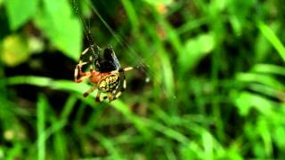 preview picture of video 'spider (Araneus marmoreus Clerck, 1757) and its tabanid prey'