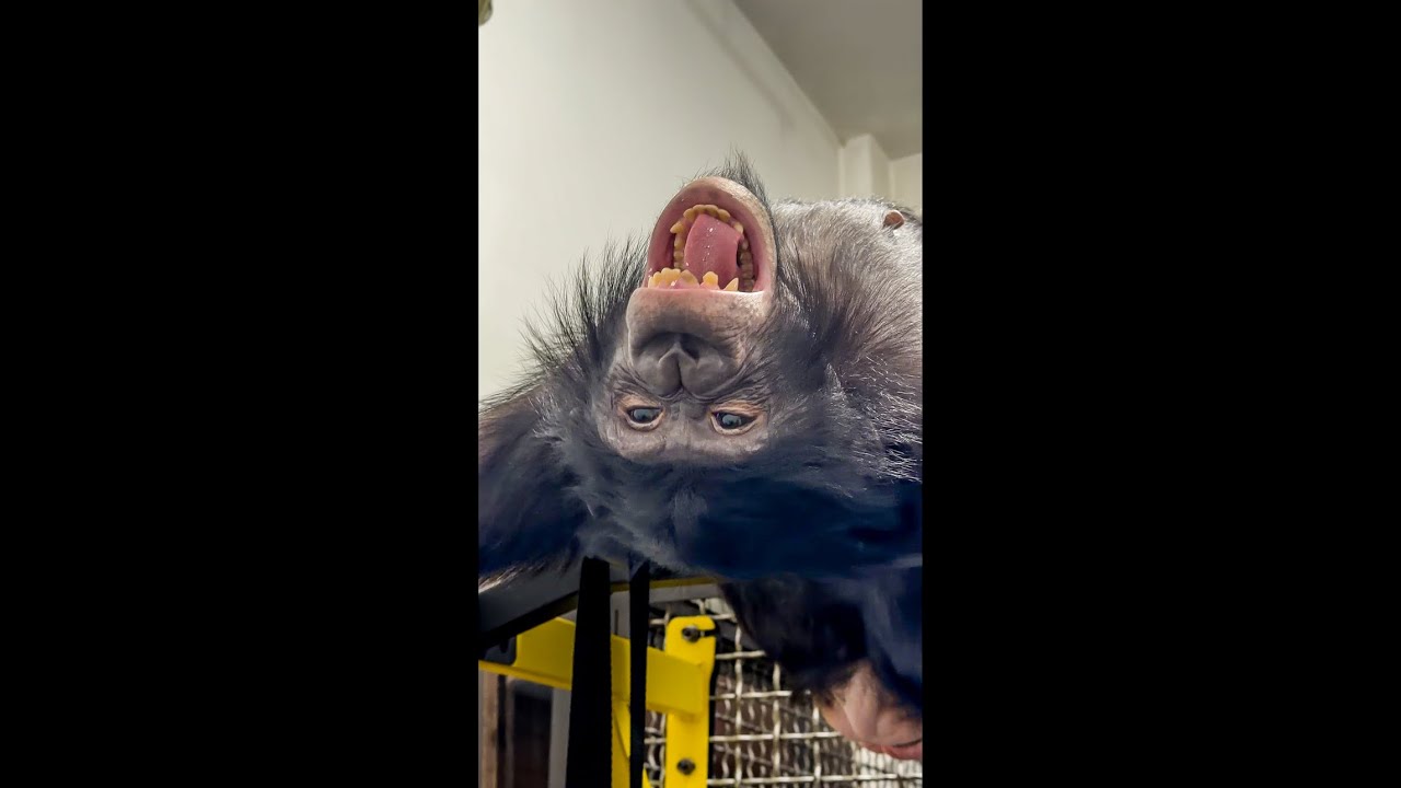 Шимпанзе Выпивает в Алматинском Цирке! Довели Обезьяну на Новогодних Предст