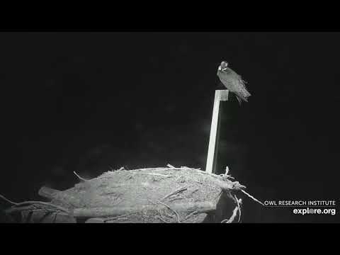 Restless night for C9. Owl attack~09-26-2019