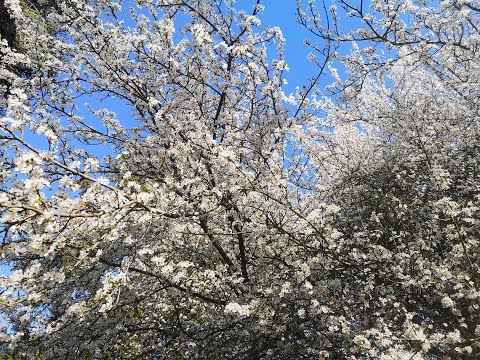 Tamburi Cemil Bey - Nevâ Peşrev