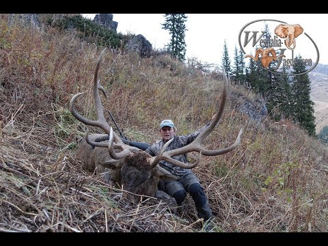 Jagd auf Steinbock und Maral in Kasachstan mit Westfalia Jagdreisen