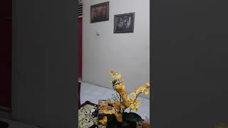 Download lagu Gigi My Facebook #shorts mp3