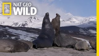 Elephant Seal Sex | Deadly Instincts