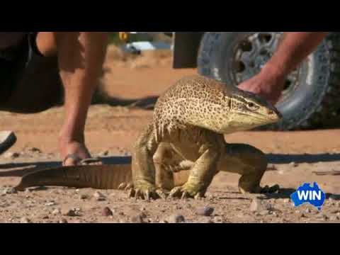 Sand Goanna