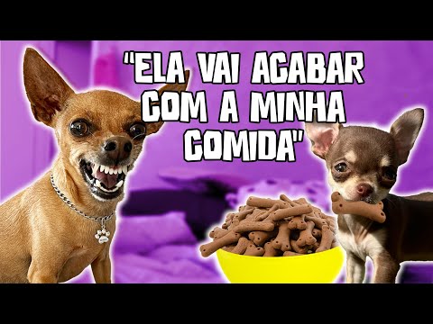 Semana 2 de Convivência e Adaptação da POLENTA pelo OLHAR DO NHOQUE!