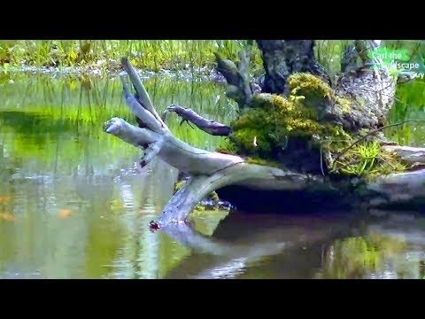 GROSSER NATURTEICH MIT REIHERZAUN, KOI, WASSER-PFLANZEN, REGEN-ZULAUF | FRÜHJAHRES-TIPPS