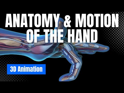The Marvel of Movement: Exploring Hand Anatomy in Action