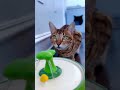 Top 7 Cute Cat Fountains In 2023 From Happy Polly