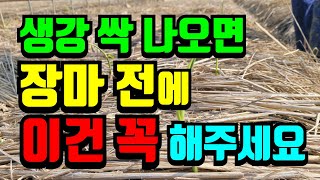 생강 싹 나올때 이건 꼭 하세요 생강에 생길수있는 병충해 미리 예방해요