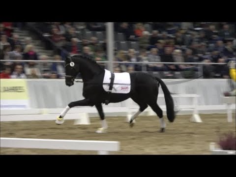 LORD EUROPE - Longieren - Prämienhengst von Lord Leatherdale - Boston