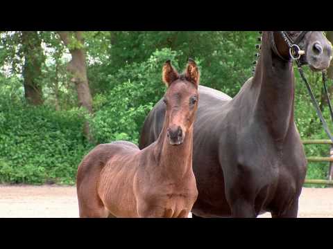 Brenneke, Fürstenball