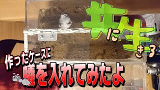 【共に生きる】アリ観察・記録 〜PART1〜