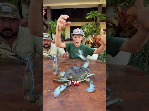 how to hold an angry blue crab