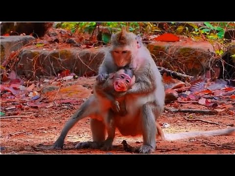 Oh No..! Don't Ki_/ll Me Please My Mum, Button Mum Still Wea_/ning Off Baby Milk....!