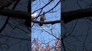 鳩の求愛