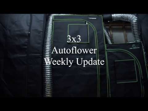3x3 Auto Flower Grow - Week 4 Grow 1