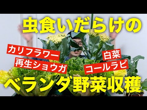 コールラビの植え付けと手入れ 庭の練習
