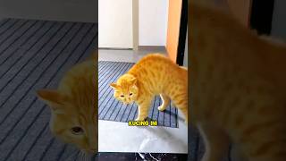 Download lagu Kucing Oren Bisa Ngomong Bahasa Indonesia๐ฑ mp3 Download lagu Kucing Oren Bisa Ngomong Bahasa Indonesia๐ฑ mp3