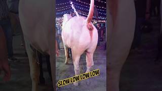 Download lagu Slow Low Low Low #dance #music #dancer #song #love ❤❤#jason #jasonderulo mp3