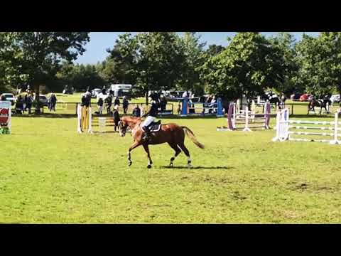 Lisa Damerow - Cito *2014 Wallach von Casalito