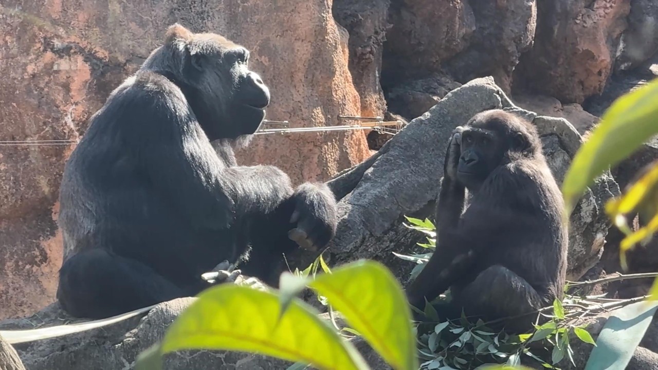 gorilla Sumomo's daily life.781