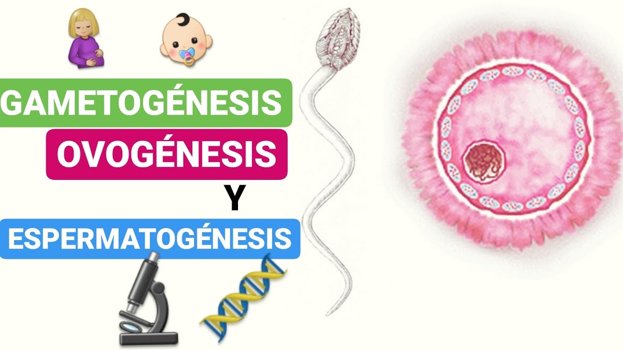 ✅ GAMETOGÉNESIS: Ovogénesis y Espermatogénesis| Curso de EMBRIOLOGÍA Humana Clase 2📚