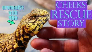 CHEEKS' RESCUE STORY | Uromastyx With MBD