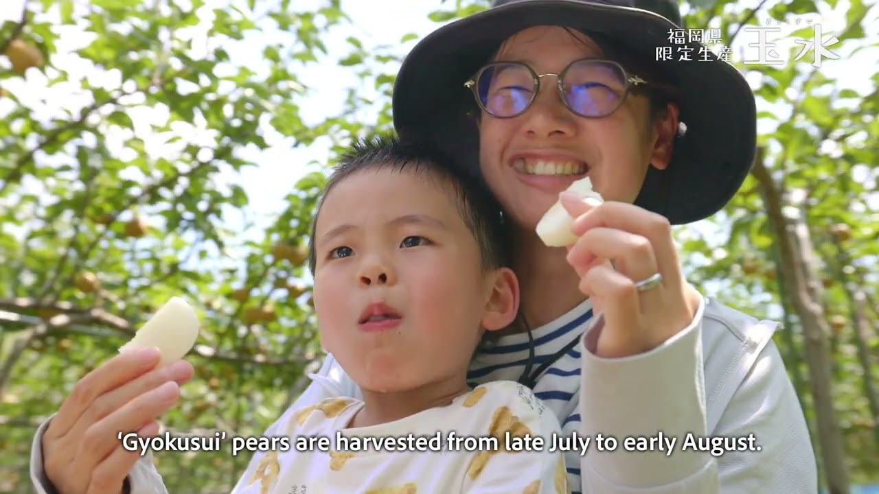 【Fukuoka Prefecture Limited Production】 Fukuoka Prefecture Original New Breed Pear "Gyokusui"