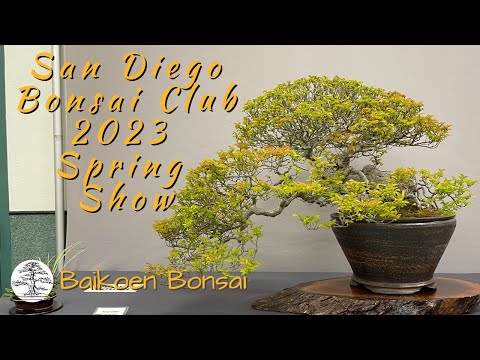 San Diego Bonsai Club - 2023 Spring Show - Bonsai Exhibition - Baikoen Bonsai Club