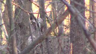 Birdman Was So Clear Today    1/25/19