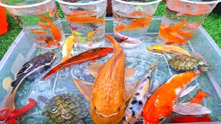 Download lagu Unboxing ikan hias, ikan cupang, ikan mas koi, ikan guppy, ikan mas koki, ikan mas, ikan lele albino mp3