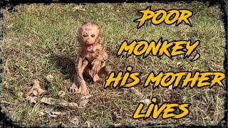 Download lagu Sampe ketakutan !! Bayi monyet di tinggal induknya di lapangan mp3