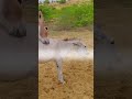 Donkey And Horse Mating Farm Animal Courtship