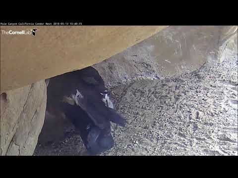 Flappy Condor Chick Greets Adult's Return | California Condor Cam — Pole Canyon